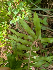 Nephrolepis brownii, photograph (c) Guillaume Delaitre, some rights reserved (CC BY)