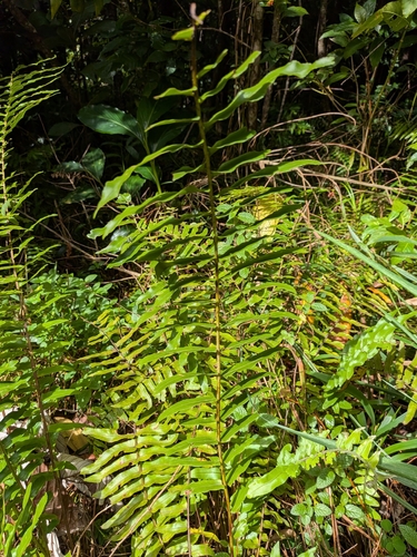 Nephrolepis brownii, photograph 4