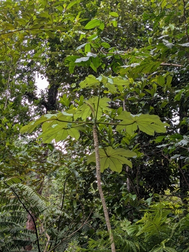 Cecropia schreberiana