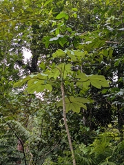 Cecropia schreberiana