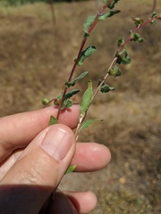 Camissoniopsis lewisii