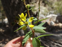 Galphimia angustifolia
