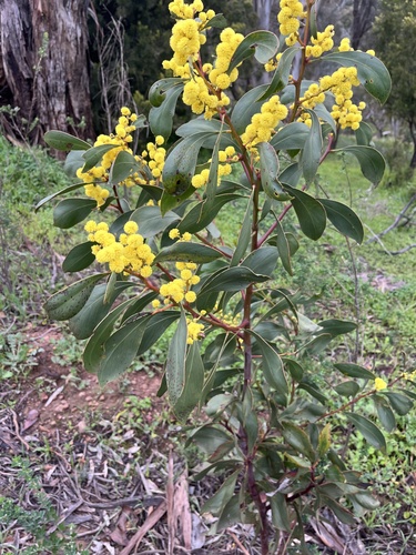 Golden Wattle