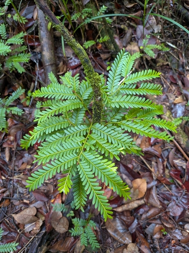 Phyllanthus mimosoides, photograph 5