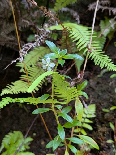 Sauvagesia erecta, photograph 3
