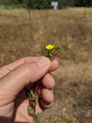 Camissoniopsis lewisii