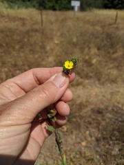 Camissoniopsis lewisii