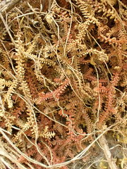 Selaginella helvetica