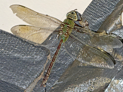 Common Green Darner