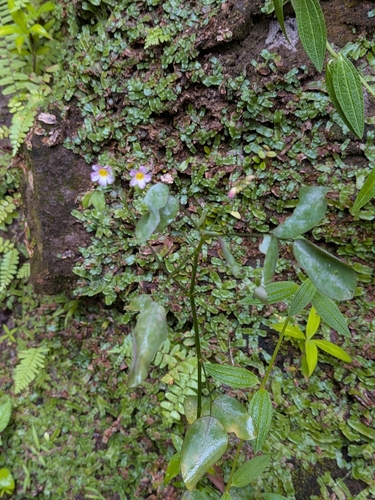 Oxalis barrelieri, photograph 1