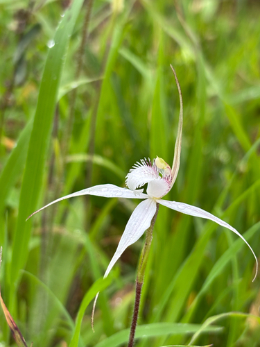 ghost spider orchid