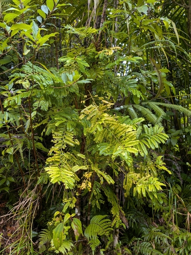 Phyllanthus mimosoides