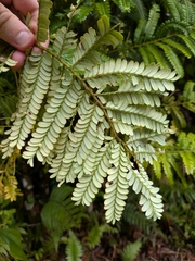 Phyllanthus mimosoides, photograph (c) Guillaume Delaitre, some rights reserved (CC BY)