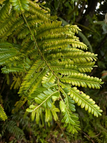 Phyllanthus mimosoides, photograph 3