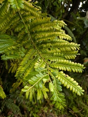 Phyllanthus mimosoides, photograph (c) Guillaume Delaitre, some rights reserved (CC BY)