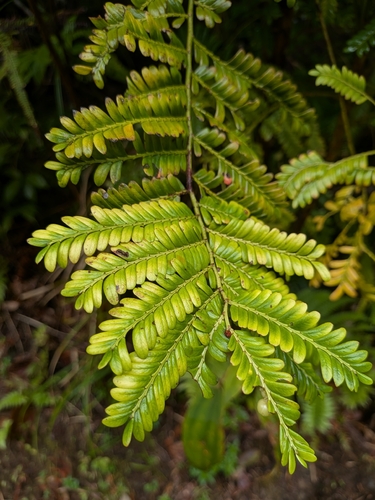 Phyllanthus mimosoides, photograph 4