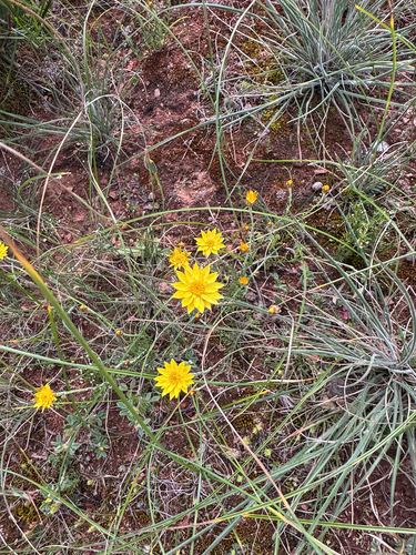 golden sunray