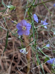 Duperreya commixta, photograph (c) Hugo Innes, some rights reserved (CC BY)
