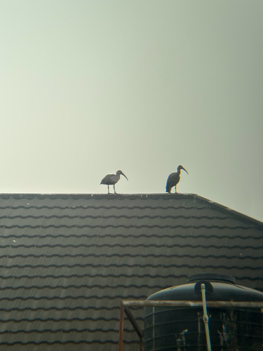Hadada Ibis