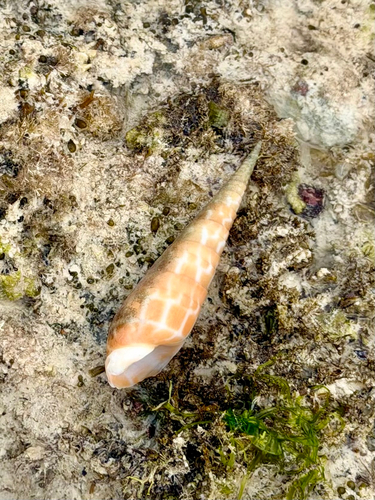 Terebra dimidiata observed 2026-08-16