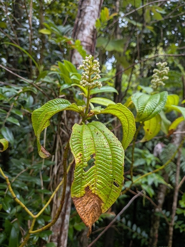 Miconia racemosa