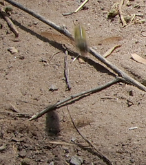 Dielis pilipes