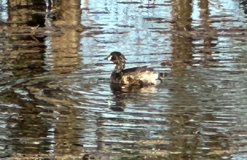 Australasian Grebe