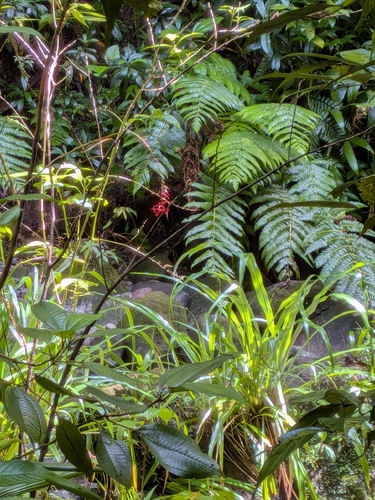 Pitcairnia angustifolia