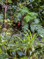 Pitcairnia angustifolia