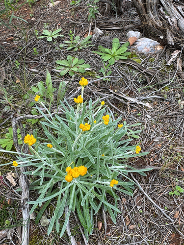 Common Everlasting