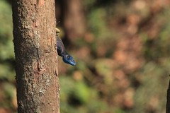 Acanthocercus ugandaensis