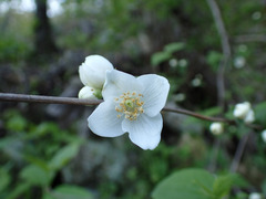 Philadelphus hirsutus