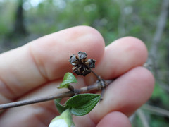Philadelphus hirsutus