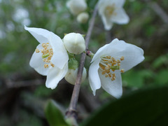 Philadelphus hirsutus