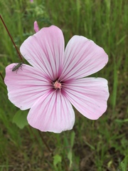 Malva trimestris