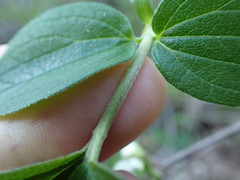 Philadelphus hirsutus