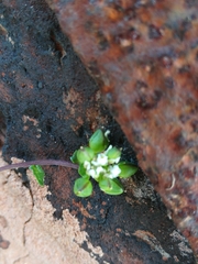 Cochlearia danica