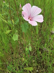 Malva trimestris
