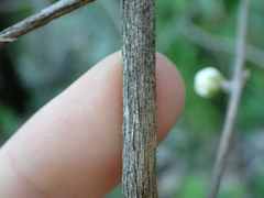 Philadelphus hirsutus