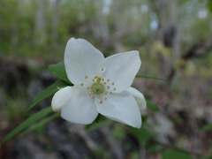 Philadelphus hirsutus