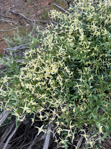Small-leaved Clematis