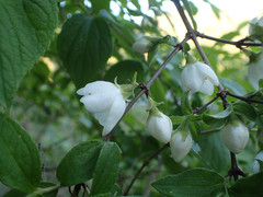 Philadelphus hirsutus