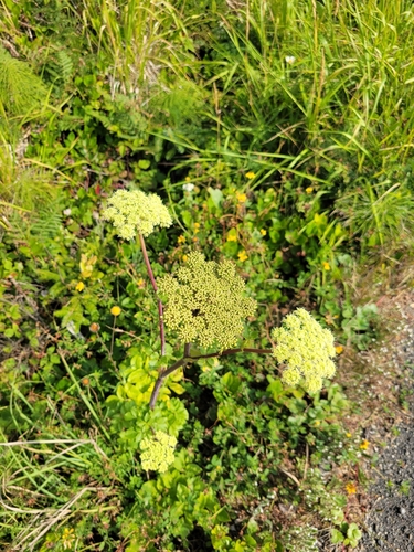 Angelica lucida, photograph 5