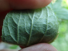 Philadelphus hirsutus