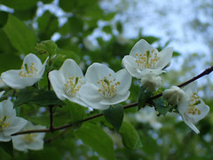 Philadelphus hirsutus