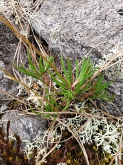 Phemeranthus mengesii