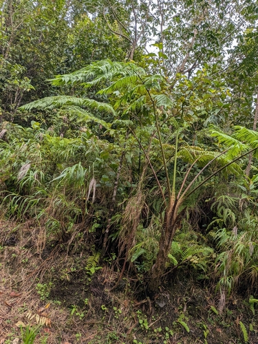 Cyathea arborea