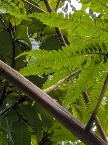Cyathea arborea, photograph 2