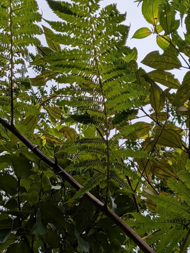 Cyathea arborea, photograph 3