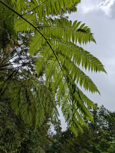 Cyathea arborea, photograph 4